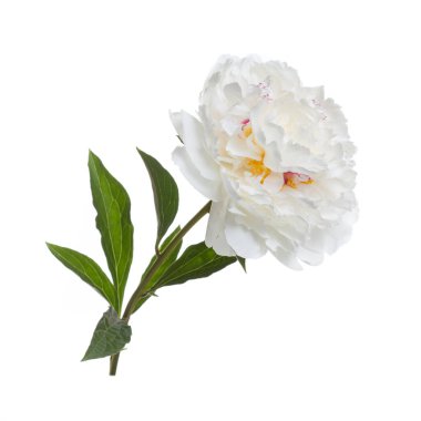 Beyaz arka planda izole edilmiş narin şakayık çiçeği.