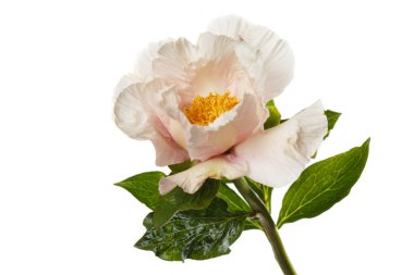 Beyaz arka planda sarı merkezli narin kremalı şakayık çiçeği..