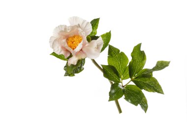 Beyaz arka planda sarı merkezli narin kremalı şakayık çiçeği..