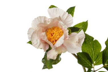 Beyaz arka planda sarı merkezli narin kremalı şakayık çiçeği..