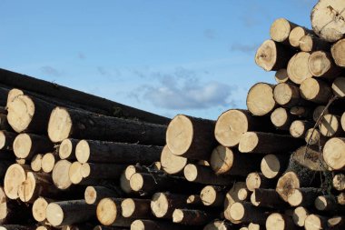 Birbiri üstüne istiflenmiş kurumuş kütükler. Yakacak odun yığını var. Farklı boyutlarda ahşap kütükler kış için hazırdır..