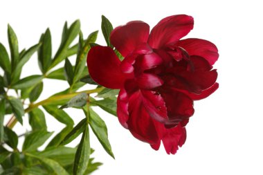 Beyaz arkaplanda koyu kırmızı şakayık çiçeği.