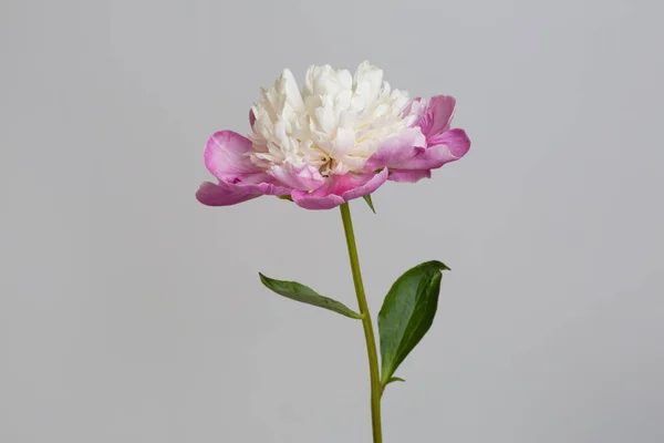 Hermosa Flor Peonía Blanco Rosa Aislada Sobre Fondo Gris — Foto de Stock