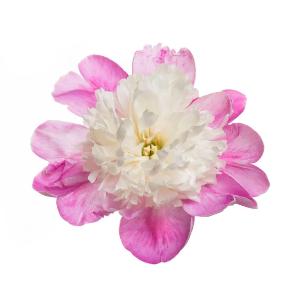 Gyönyörű Fehér Rózsaszín Bazsarózsa Virág Elszigetelt Fehér Háttér — Stock Fotó