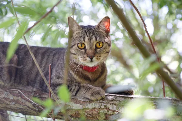 Eine Hauskatze Mit Gelben Augen Versteckt Sich Den Ästen Eines — Stockfoto