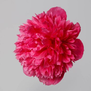 Gri arka planda izole edilmiş parlak pembe şakayık çiçeği..