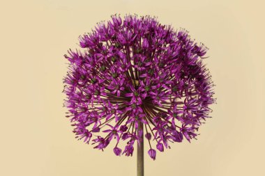 Bej arkaplanda izole edilmiş mor soğan çiçeği.