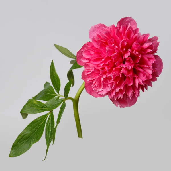 Gri arka planda izole edilmiş parlak pembe şakayık çiçeği..