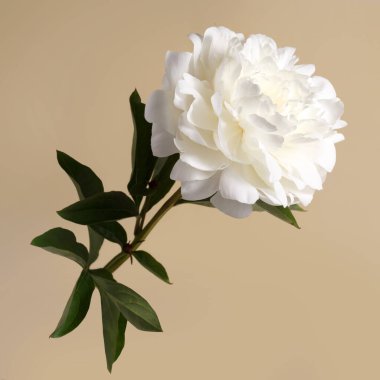 Güzel beyaz şakayık çiçeği bej arkaplanda izole edilmiş..