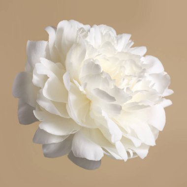 Güzel beyaz şakayık çiçeği bej arkaplanda izole edilmiş..