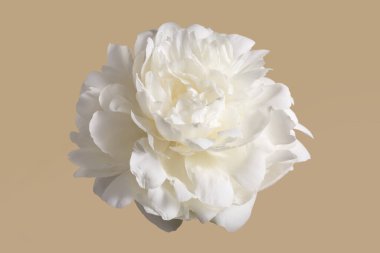 Güzel beyaz şakayık çiçeği bej arkaplanda izole edilmiş..