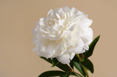 Güzel beyaz şakayık çiçeği bej arkaplanda izole edilmiş..