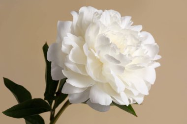 Güzel beyaz şakayık çiçeği bej arkaplanda izole edilmiş..