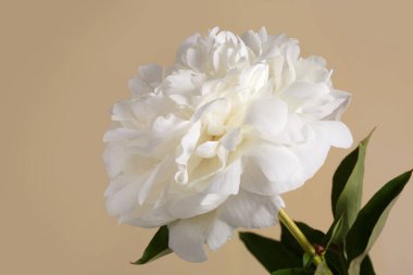 Güzel beyaz şakayık çiçeği bej arkaplanda izole edilmiş..