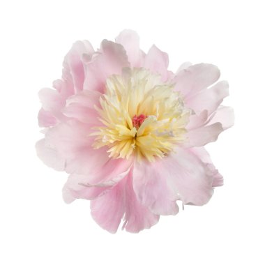 Beyaz arka planda sarı şakayık çiçekli güzel pembe.