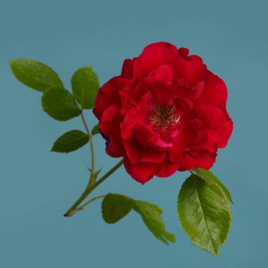 Mavi arkaplanda koyu kırmızı gül çiçeği..