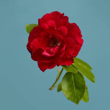 Mavi arkaplanda koyu kırmızı gül çiçeği..