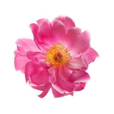 Güzel parlak pembe, sarı merkezli şakayık çiçeği beyaz arka planda izole..
