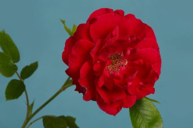 Mavi arkaplanda koyu kırmızı gül çiçeği..