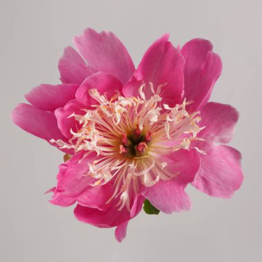 Gri arka planda, hassas merkezli şakayık çiçeğiyle güzel, parlak pembe.