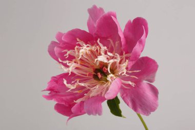 Gri arka planda, hassas merkezli şakayık çiçeğiyle güzel, parlak pembe.