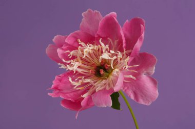 Güzel parlak pembe, narin merkezli şakayık çiçekli mor bir arka planda izole edilmiş..