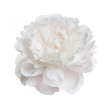 Beyaz arka planda izole edilmiş güzel, narin şakayık çiçeği..