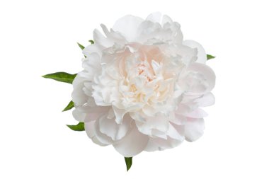 Beyaz arka planda izole edilmiş güzel, narin şakayık çiçeği..