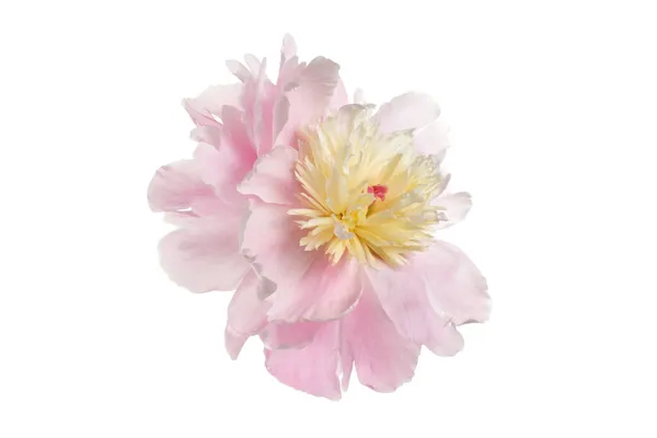 Hermoso Rosa Delicado Con Flor Peonía Amarilla Aislada Sobre Fondo — Foto de Stock