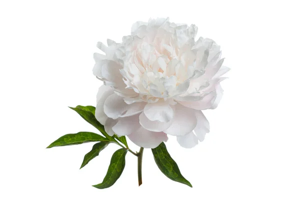 Piękny Delikatny Kwiat Piwonii Izolowane Białym Tle — Zdjęcie stockowe