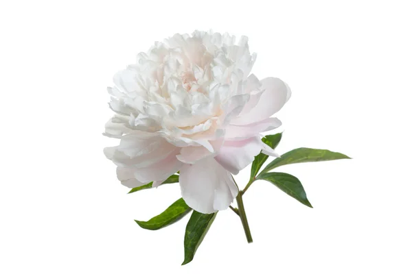 Belle Fleur Pivoine Délicate Isolée Sur Fond Blanc — Photo