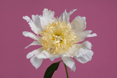 Beyaz, sarı merkezli şakayık çiçeği pembe arka planda izole edilmiş..