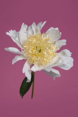 Beyaz, sarı merkezli şakayık çiçeği pembe arka planda izole edilmiş..