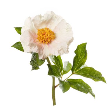 Beyaz arka planda sarı merkezli narin kremalı şakayık çiçeği..