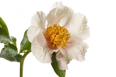 Beyaz arka planda sarı merkezli narin kremalı şakayık çiçeği..