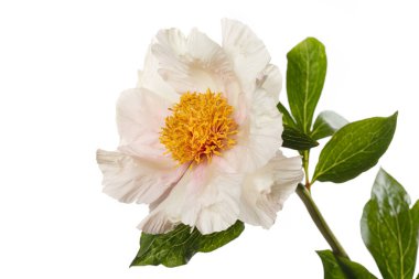 Beyaz arka planda sarı merkezli narin kremalı şakayık çiçeği..