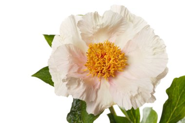 Beyaz arka planda sarı merkezli narin kremalı şakayık çiçeği..