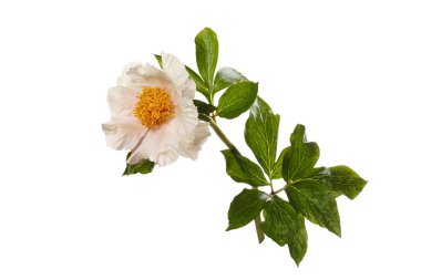 Beyaz arka planda sarı merkezli narin kremalı şakayık çiçeği..