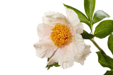 Beyaz arka planda sarı merkezli narin kremalı şakayık çiçeği..