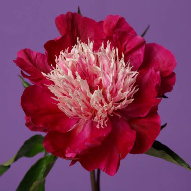 Güzel kırmızı şakayık, mor arka planda izole bir ışık merkezi var..