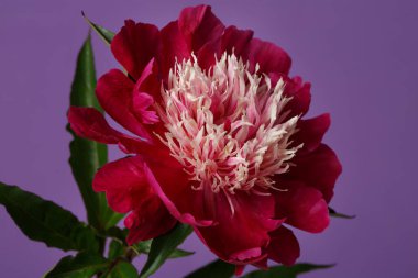 Güzel kırmızı şakayık, mor arka planda izole bir ışık merkezi var..