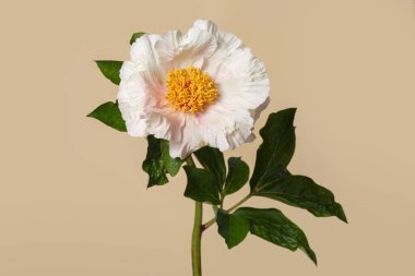 Bej bir arka planda izole edilmiş sarı merkezli basit şekilli narin beyaz şakayık çiçeği..