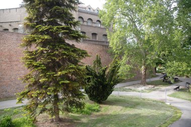 Sırbistan 'ın antik Belgrad kalesinin arka planında kozalaklı ağaçlarla park.