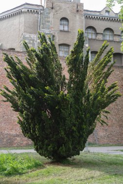 Sırbistan 'ın antik Belgrad kalesinin arka planında kozalaklı ağaçlarla park.