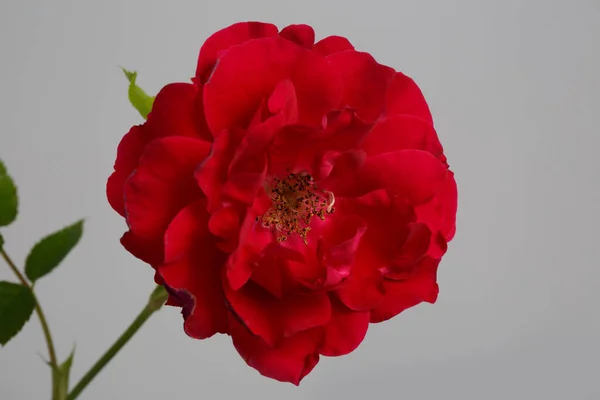 Leuchtend Rote Gartenrose Blume Isoliert Auf Grauem Hintergrund — Stockfoto