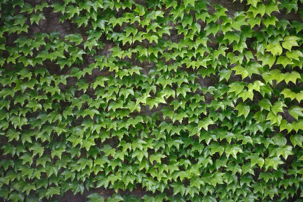 Ściana Jest Spleciona Gęstą Warstwą Bluszczu Kwiatowej Tapety — Zdjęcie stockowe