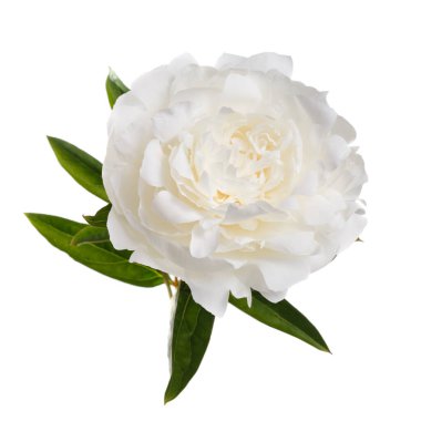 Beyaz arka planda izole beyaz şakayık çiçeği.