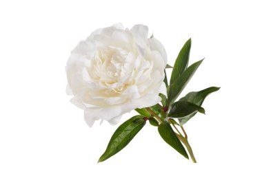 Beyaz arka planda izole beyaz şakayık çiçeği.