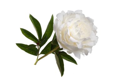 Beyaz arka planda izole beyaz şakayık çiçeği.