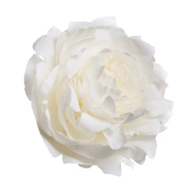 Beyaz arka planda izole beyaz şakayık çiçeği.